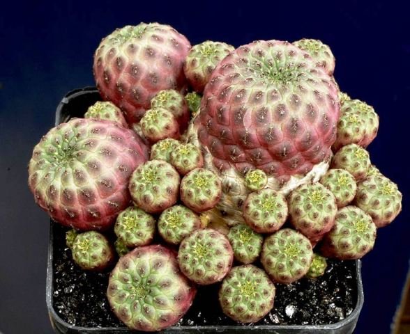 Sulcorebutia_raushii_violac